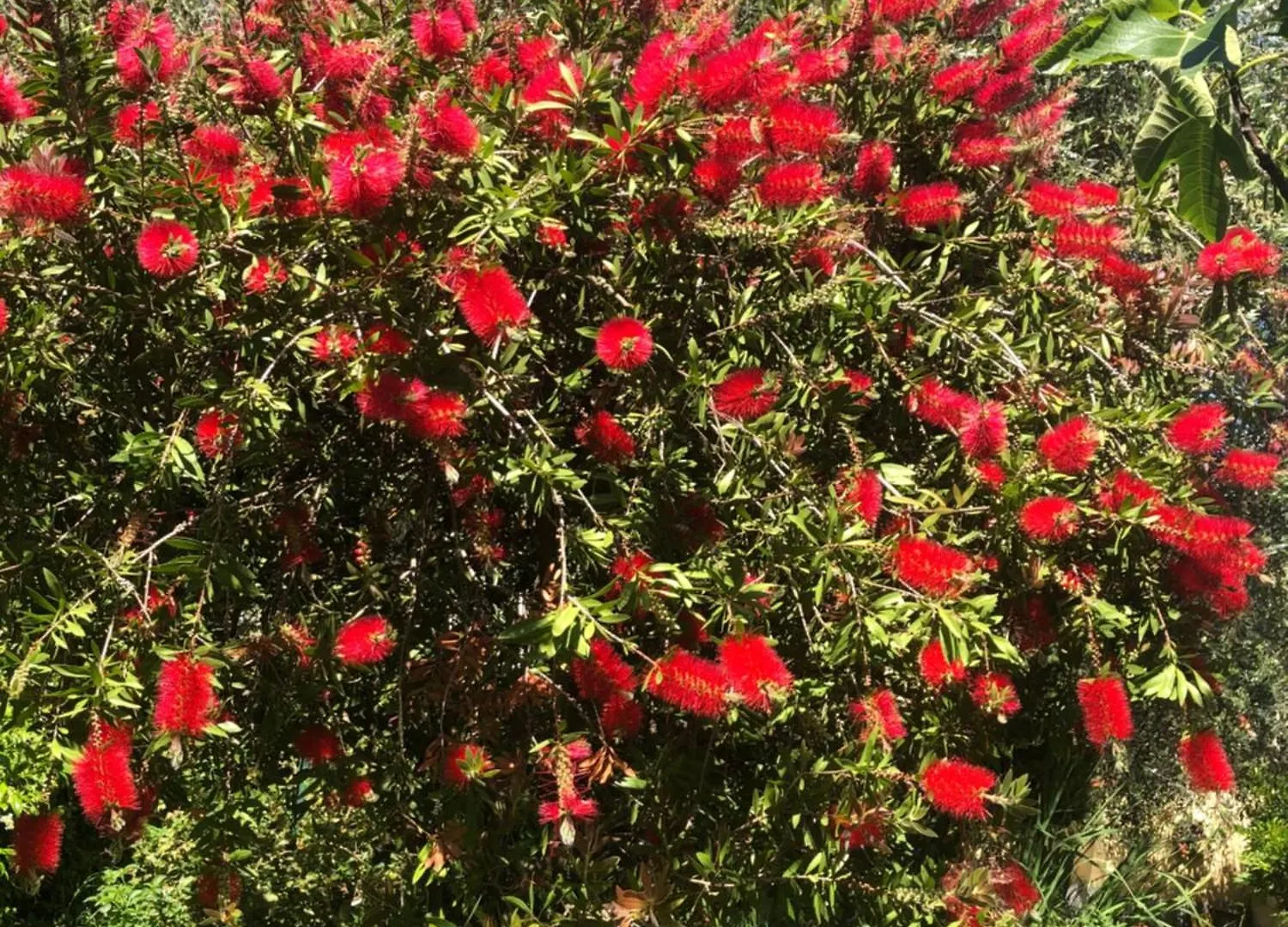 La Primula Vicinanza 5 Terre Villa Ricco del Golfo di Spezia